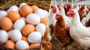 تغيرات أسعار الفراخ البيضاء وكرتونة البيض في الأسواق اليوم الجمعة 7 أغسطس